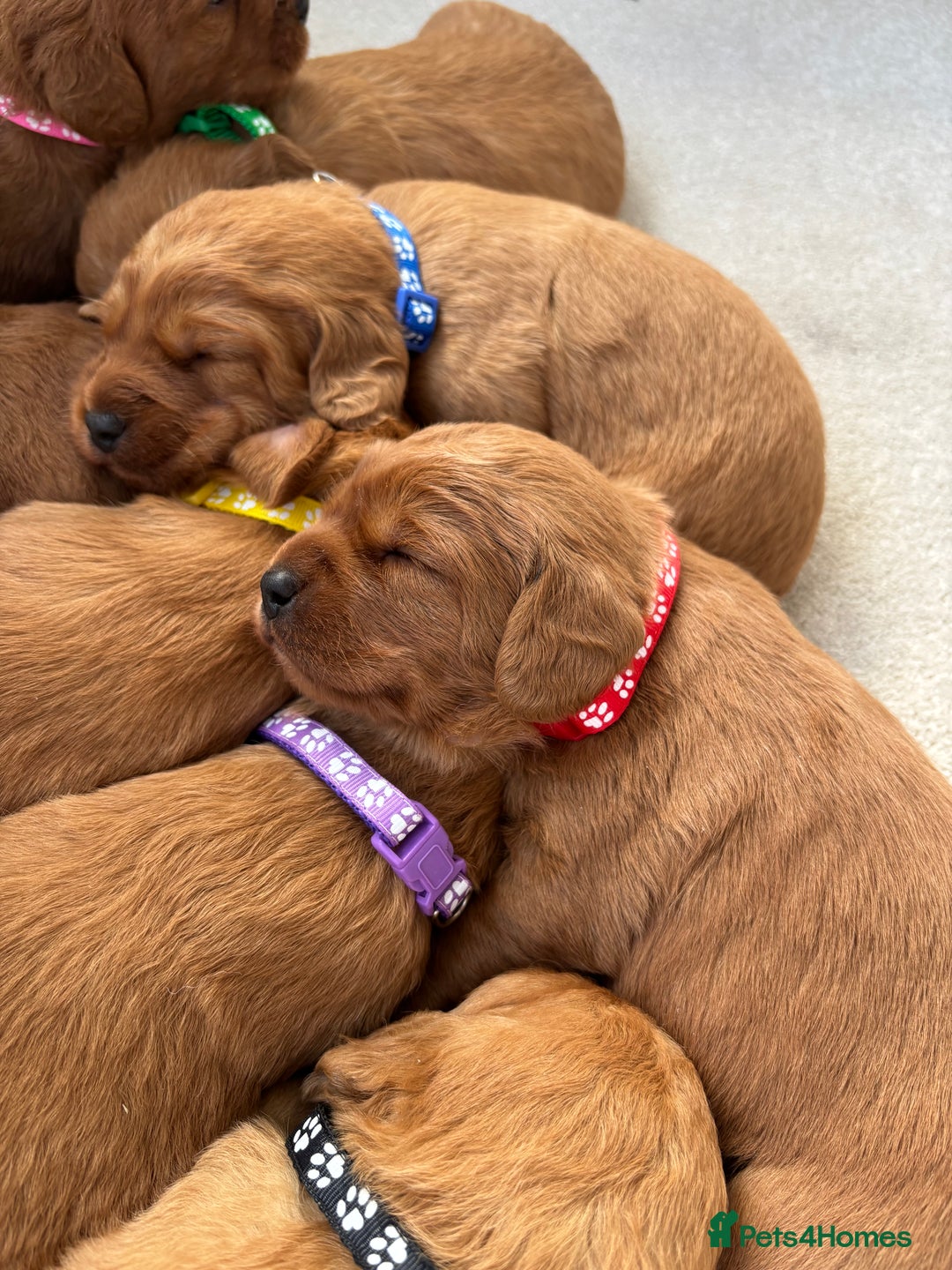 Labradoodle dogs for sale: F1 Labradoodle Puppies - Advert 24