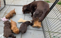 Cocker Spaniel dogs for sale: Ready now🐶X1 boy left🐶working cocker spaniel - Image 12