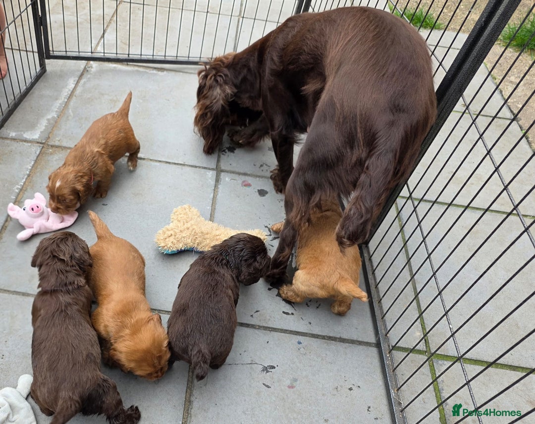 Cocker Spaniel dogs for sale: Ready now🐶X1 boy left🐶working cocker spaniel - Image 12