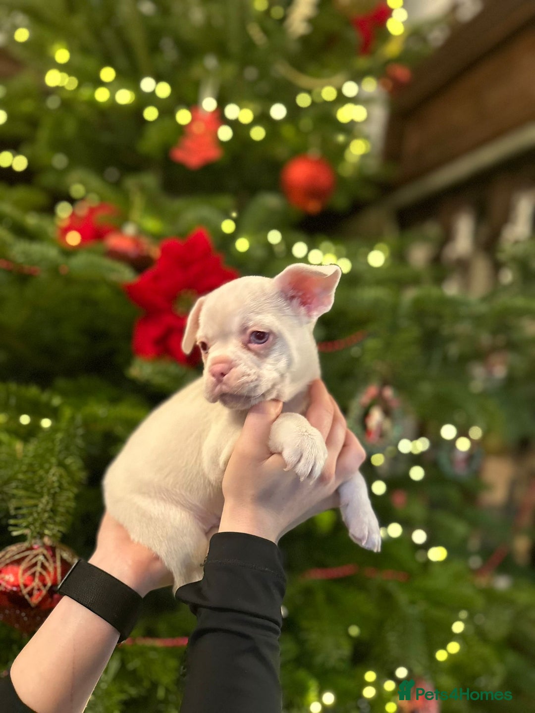 French Bulldog dogs for sale: Chunky french bulldog - Advert 12