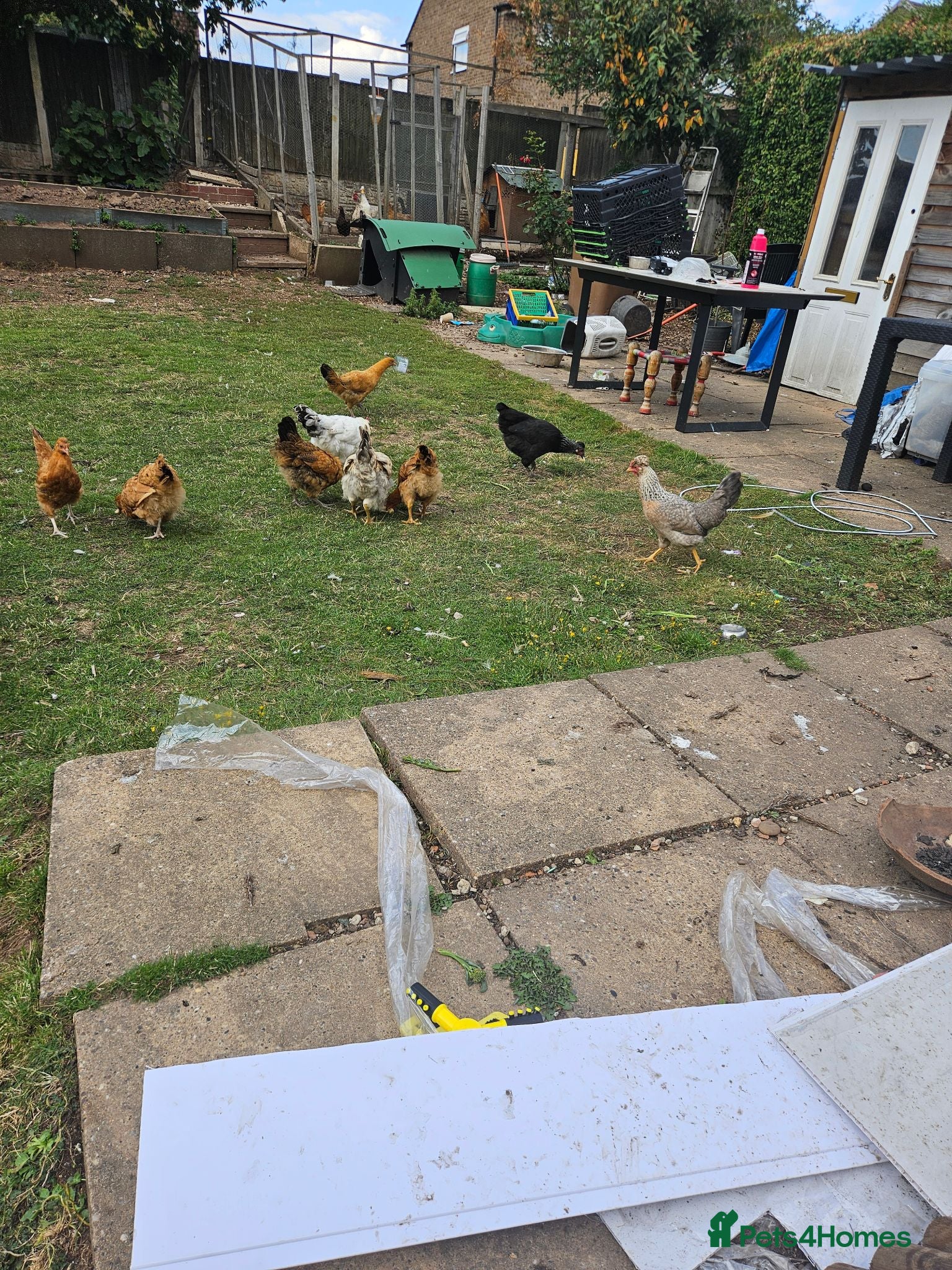 Hens poultry 3 month old  chicks - Advert 1