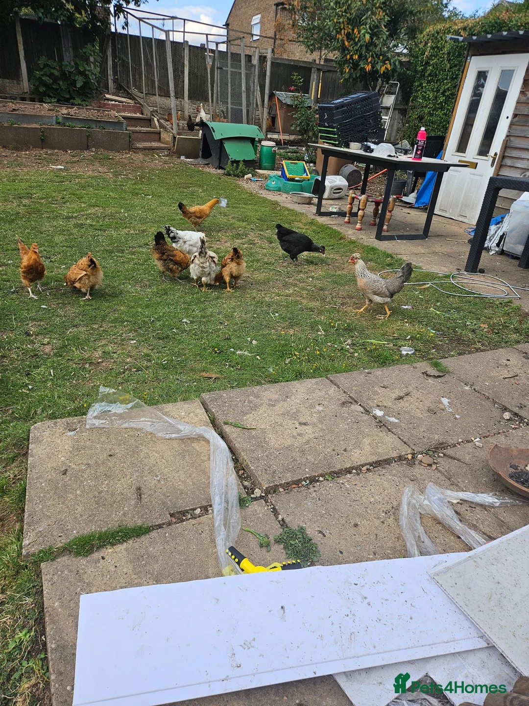 Hens poultry for sale: 3 month old  chicks in Nottingham - Advert 1