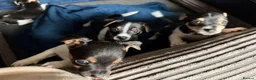 Jack Russell dogs for sale: Four Charming Jack Russells Ready to Bring Joy - Advert 6