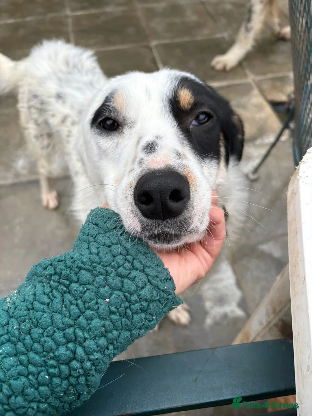 Mixed Breed dogs for adoption: Badger - Badersfield Norfolk  - Advert 2