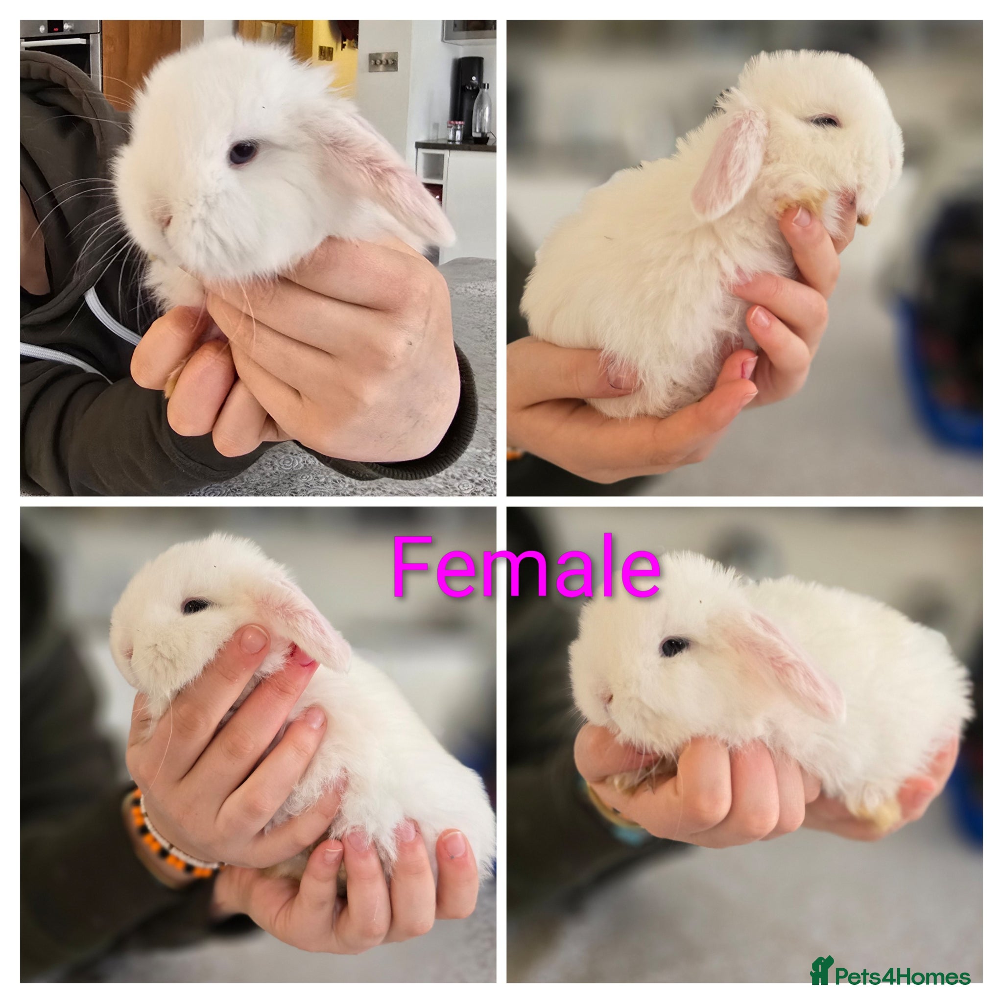 Mini Lop rabbits Mini lop bunnies for sale  - Advert 10