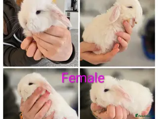 Mini Lop rabbits Mini lop bunnies for sale - Advert 10