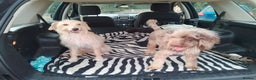 Mixed Breed dogs for sale: Adorable Whippet X Poodle puppies  - Advert 2