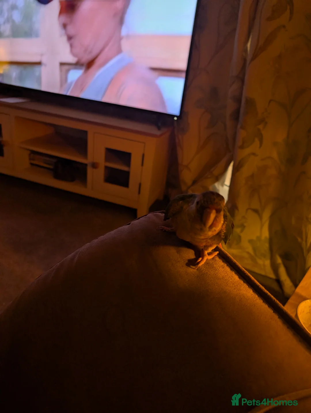 Conures birds for sale: Female pineapple conure - Advert 3