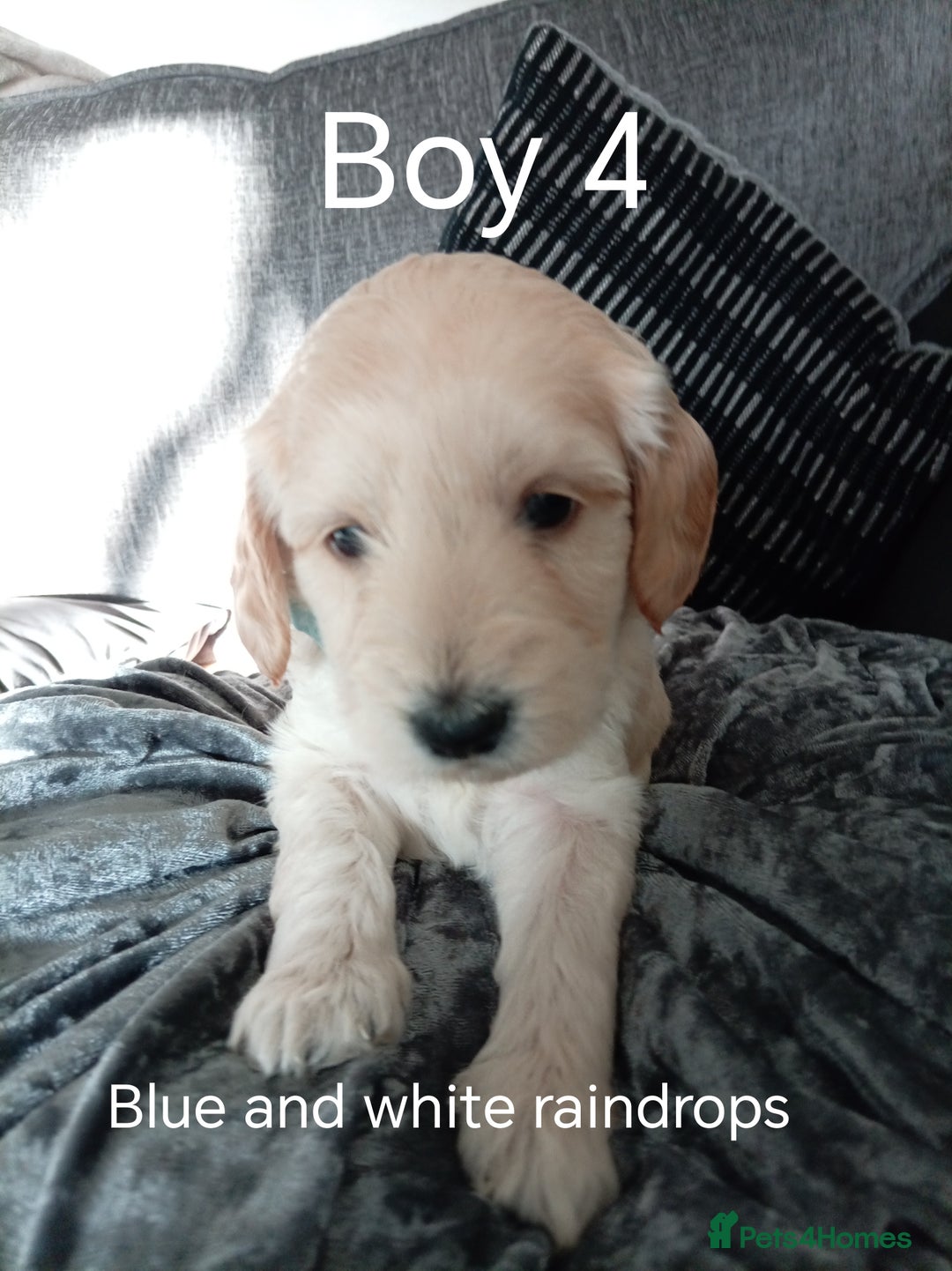 Cockapoo dogs for sale: 8 Beautiful Cockapoos puppies - Advert 35