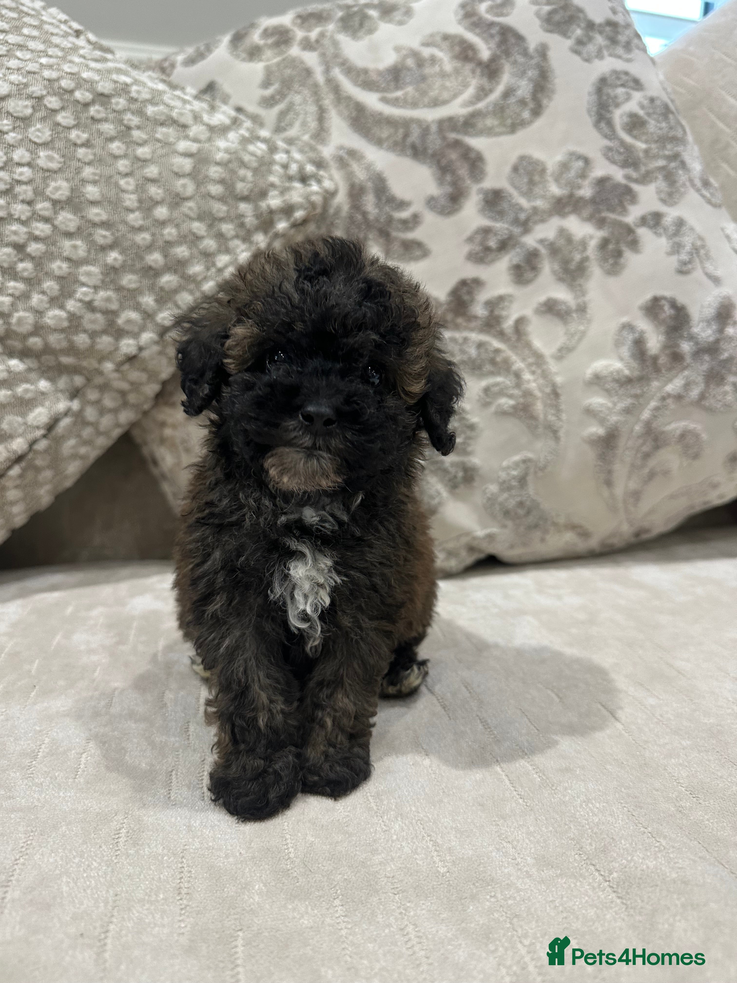 Toy Poodle dogs Kc Tiny toy poodles DNA 🧬 clear  - Advert 8