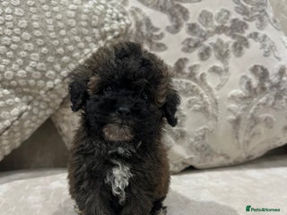 Toy Poodle dogs Kc Tiny toy poodles DNA 🧬 clear - Advert 8