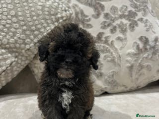 Toy Poodle dogs Kc Tiny toy poodles DNA 🧬 clear - Advert 18
