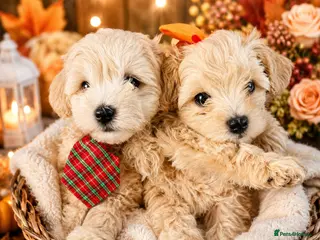 Maltipoo dogs Ready on 04.07. 3 girls 1 boy left - Advert 2