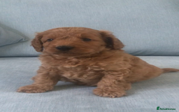 Cockapoo dogs for sale: Toy F1B cockapoo pups - Image 12