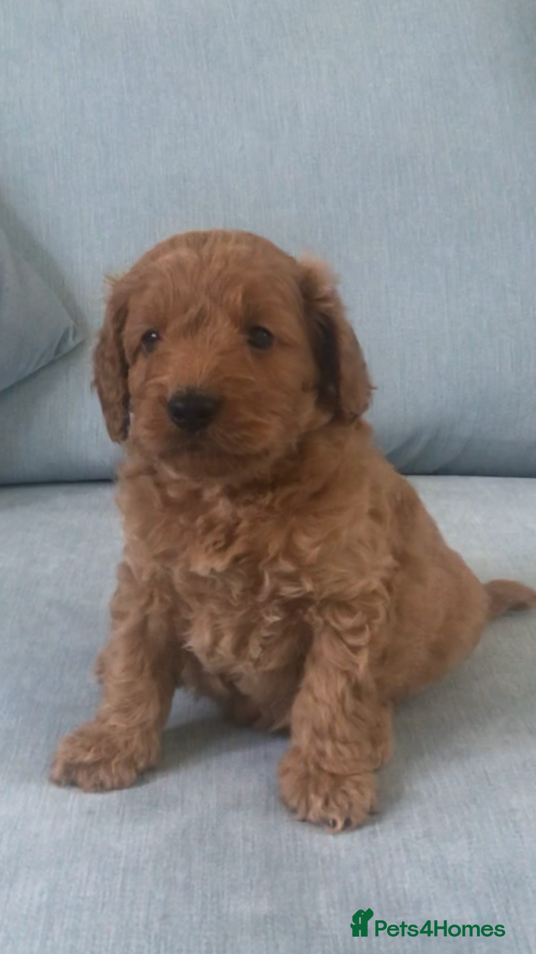 Cockapoo dogs for sale: Toy F1B cockapoo pups - Image 12
