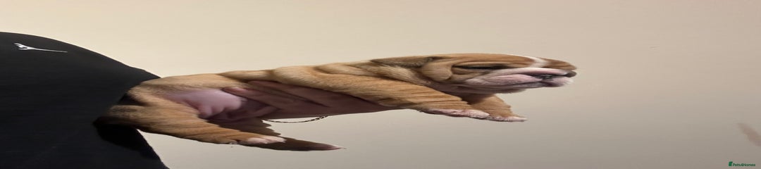 English Bulldog Puppy 3