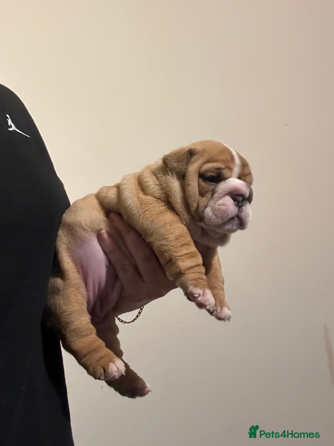 English Bulldog dogs for sale: ONE BEAUTIFUL BOY AVAILABLE  - Advert 7