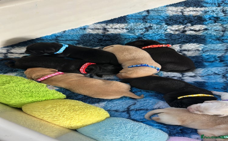 Labrador Retriever dogs - Advert 3