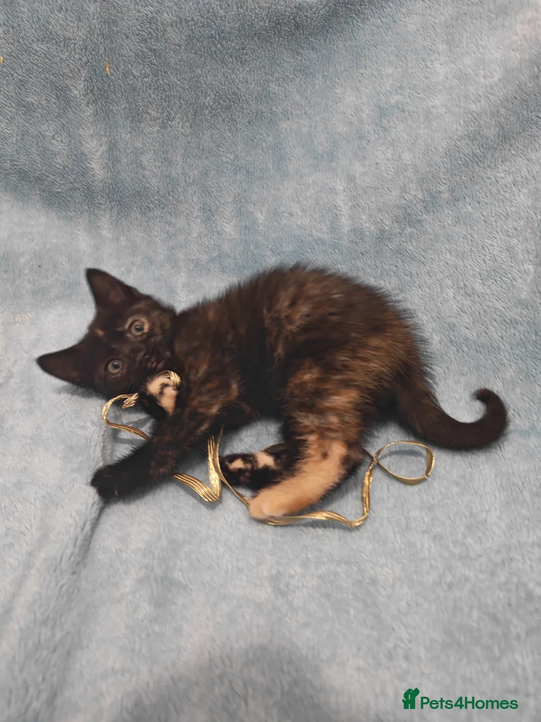 Mixed Breed cats for sale: Beautiful kittens VIDEOS - Advert 15