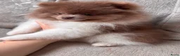 Pomeranian dogs for sale: POMERANIAN PUPPYS READY NOW  - Advert 7