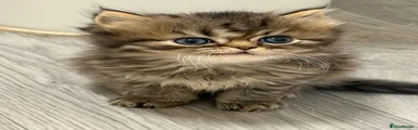 Persian Kitten 1