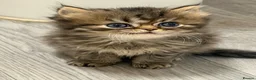 Persian cats for sale: Persian chinchilla pure x4 kittens for sale  - Advert 4