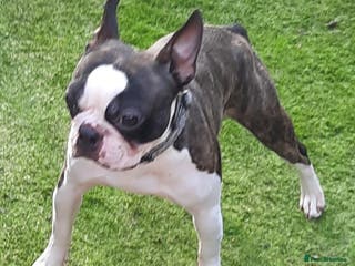 Boston Terrier dogs Brindle Male Stud in Middlesbrough - Advert 1
