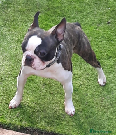 Boston Terrier dogs for stud in Middlesbrough - Advert 3