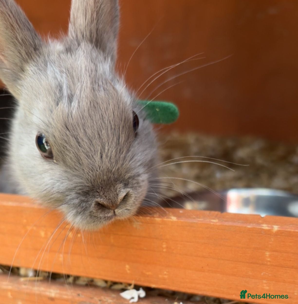Netherland Dwarf rabbits 1 BOY LEFT!! Pure bred netherland dwarf rabbits - Advert 2