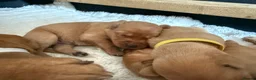 Labrador Retriever dogs for sale: Fox Red KC registered Labradors in Yarm - Advert 4