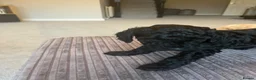 Mixed Breed dogs for sale: Toy poodle and miniature poodle mix puppies  - Advert 29