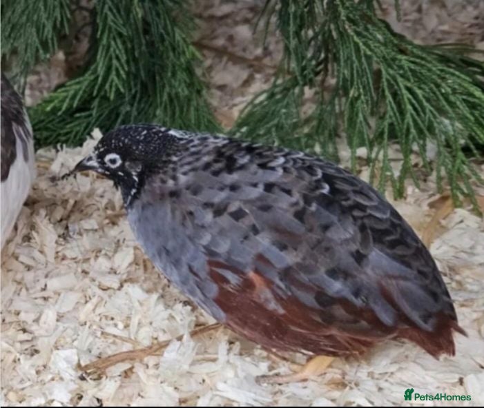 Quail poultry Red Breasted Chinese painted quail button cpq eggs - Advert 3