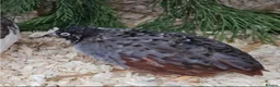 Quail poultry for sale: Red Breasted Chinese painted quail button cpq eggs - Advert 1