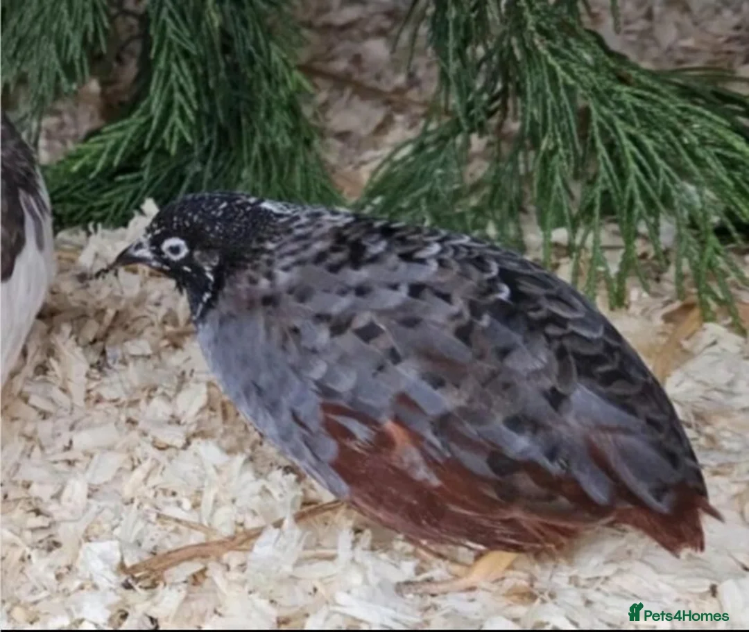 Quail poultry for sale: Red Breasted Chinese painted quail button cpq eggs - Advert 1