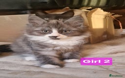 Maine Coon cats for sale: Gorgeous Half Maine Coon Boys and Girls  - Image 8