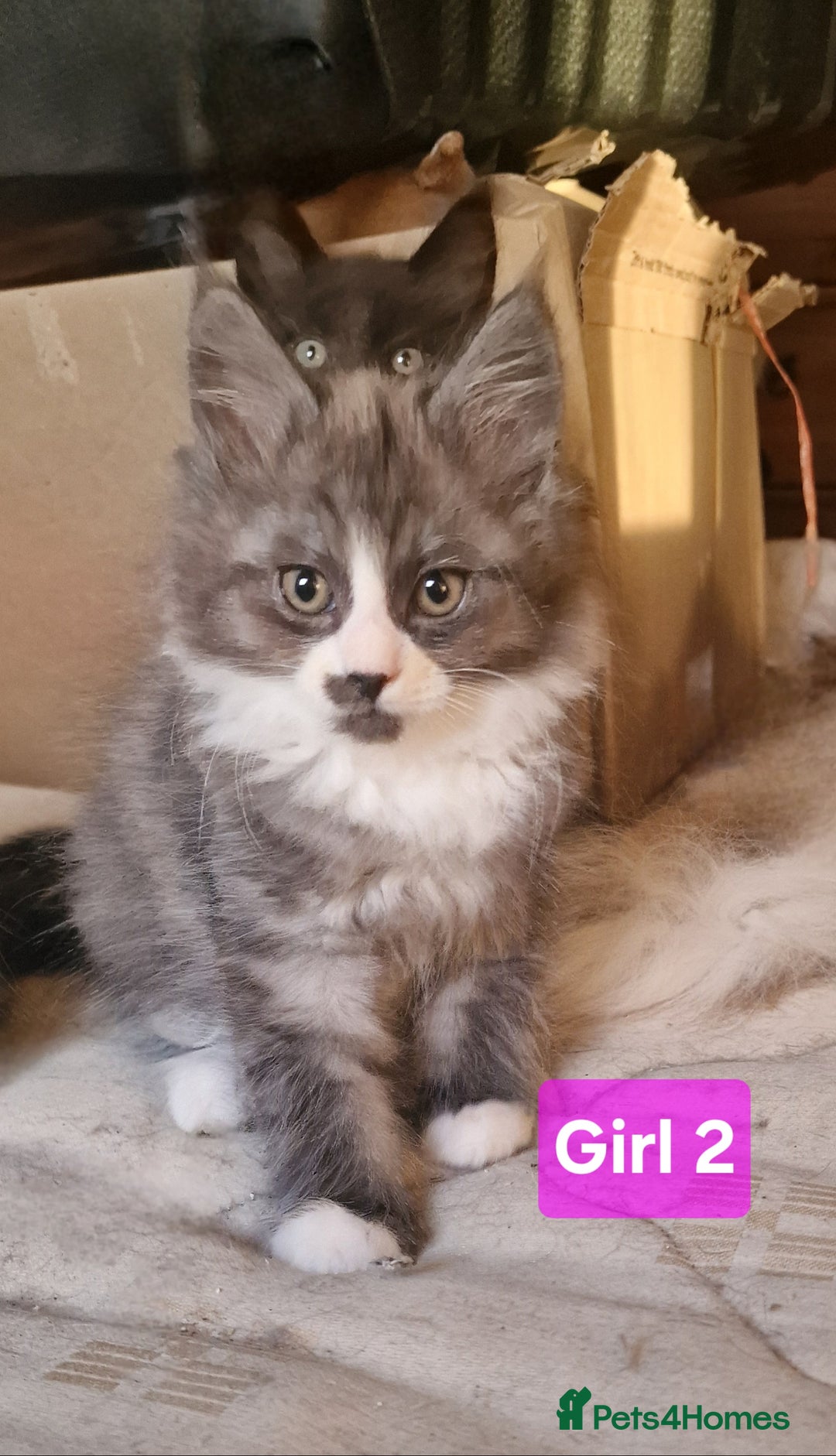 Maine Coon cats for sale: Gorgeous Half Maine Coon Boys and Girls  - Image 8