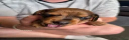 Miniature Dachshund dogs for sale: Miniature Dachshunds - Advert 27