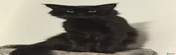 Maine Coon cats for sale: Beautiful mainecoon kittens  - Advert 2