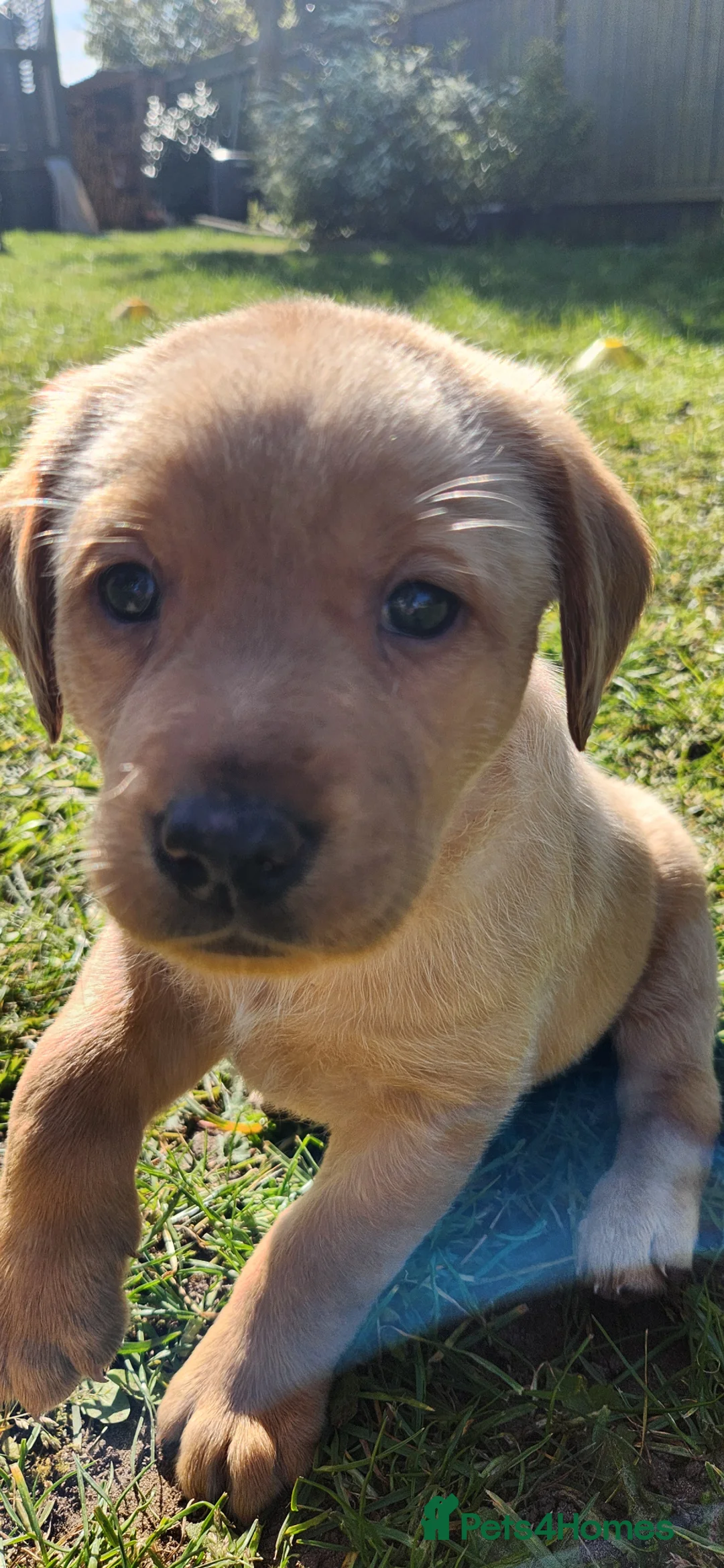 Labrador Retriever dogs for sale: Female labs  - Advert 10