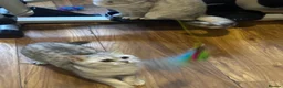 British Shorthair cats for sale: British Shorthair Kittens for sale - Advert 15