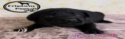 Labrador Retriever dogs for sale: 🖤 Quality RKC Labrador Puppies 🖤 Ready July 🖤 - Advert 10