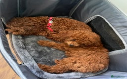 Toy Poodle dogs for sale: Toy Poodle Puppy – Red Apricot Girl - Image 26