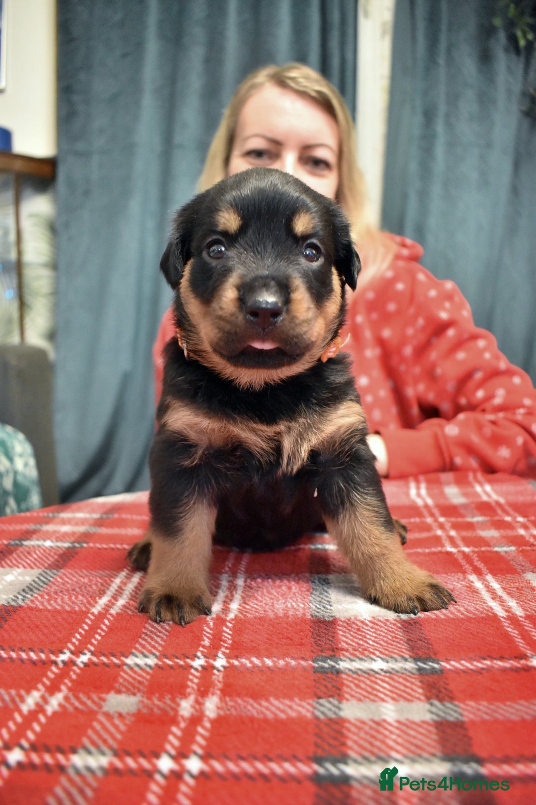 Rottweiler dogs for sale: KC chunky rottweiler puppies - Advert 27