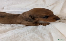 Miniature Dachshund dogs for sale: Smooth shaded red - Image 10
