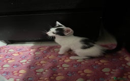 Mixed Breed cats for sale: Beautiful kittens - Image 9
