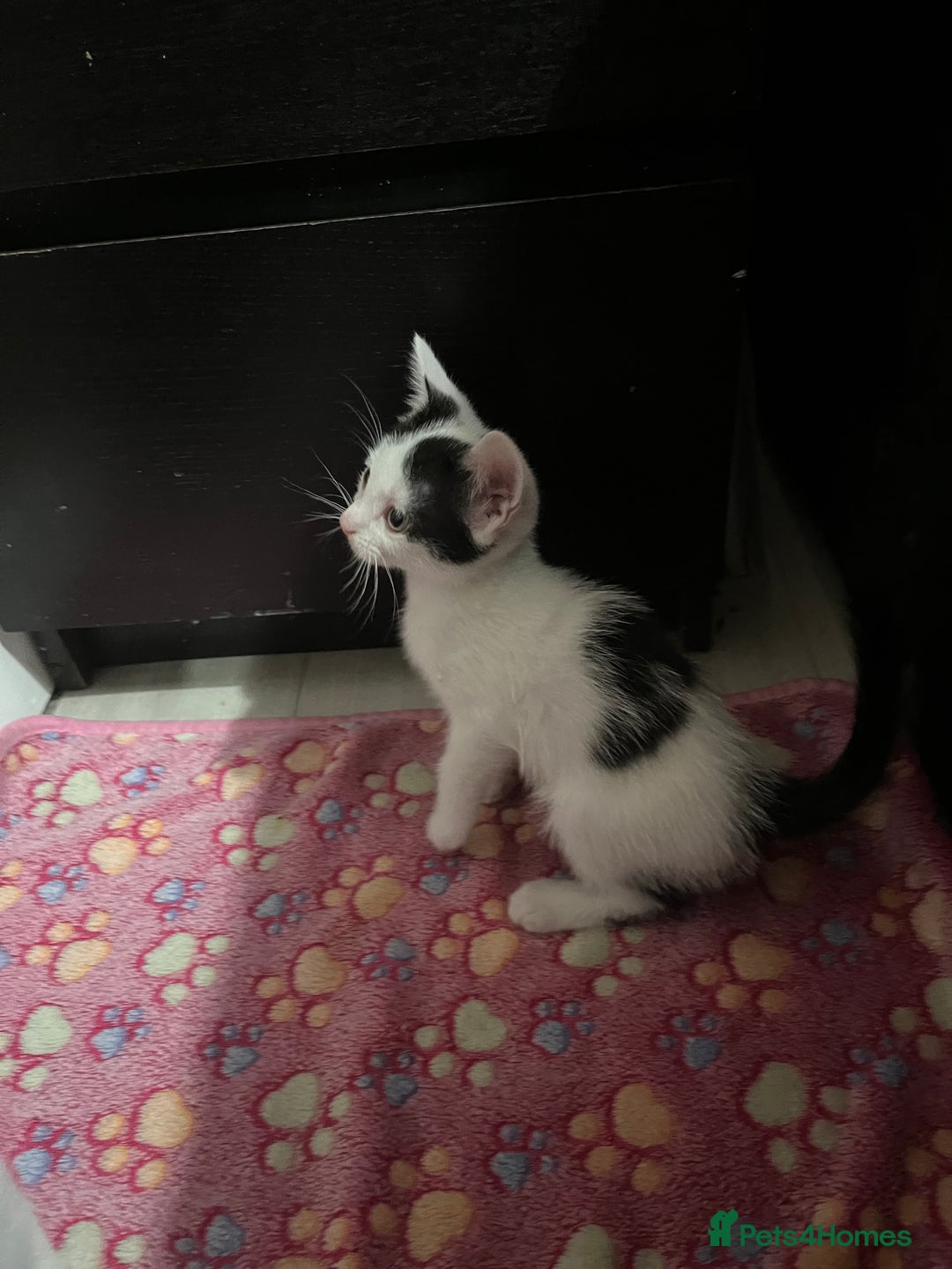 Mixed Breed cats for sale: Beautiful kittens - Image 9