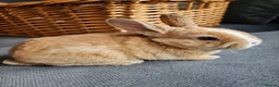 Mini Lop rabbits for sale: Red Rex x Mini Plush Lop - Advert 7