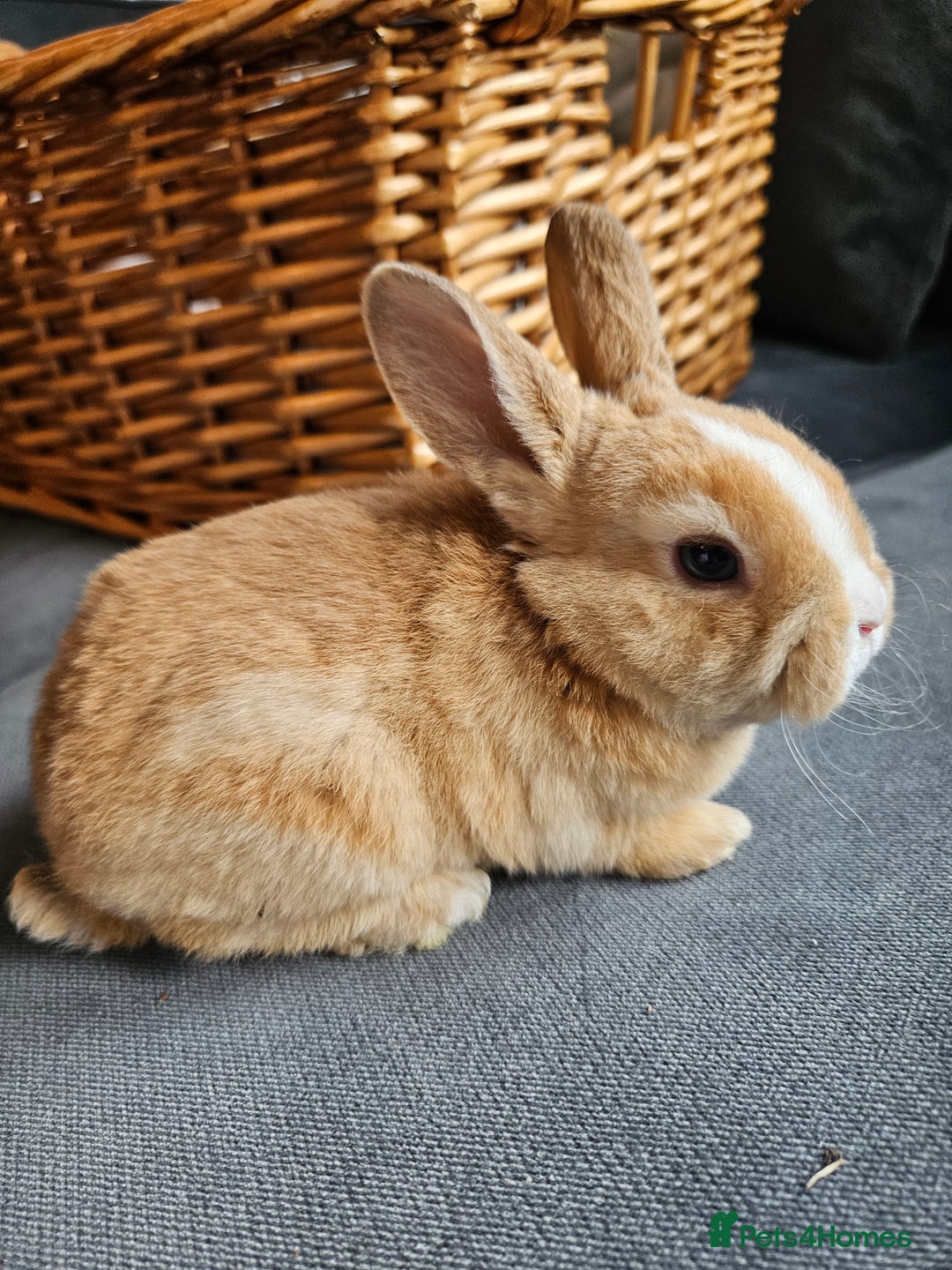 Mini Lop rabbits for sale: Red Rex x Mini Plush Lop - Advert 7
