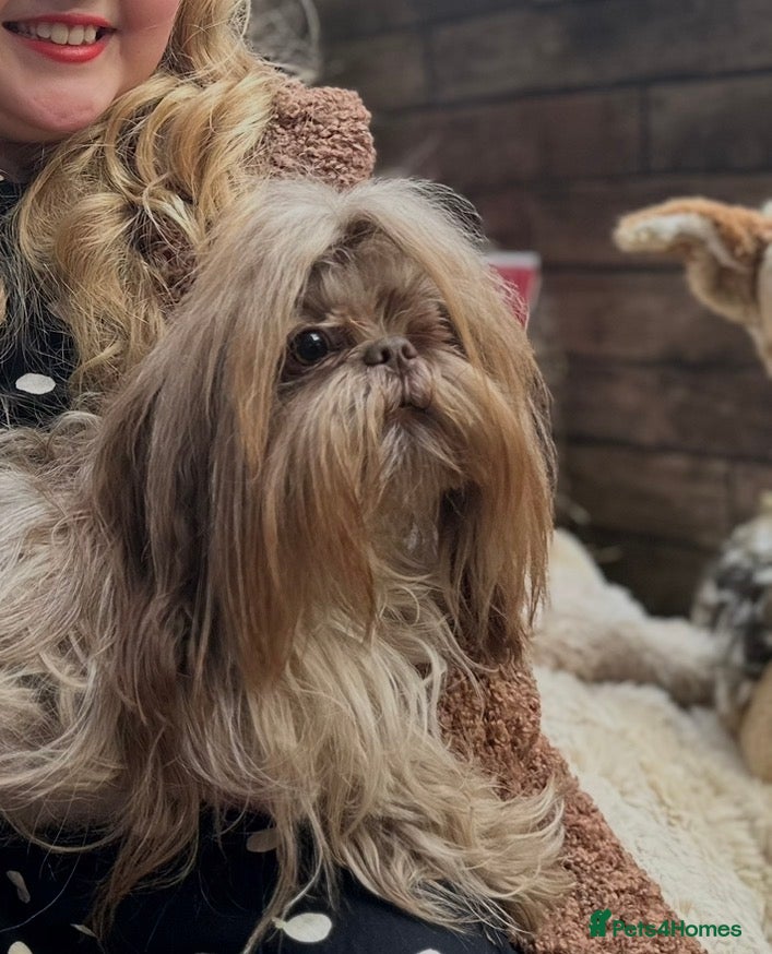 Shih Tzu dogs 🍫 PROVEN KC CHOC IMPERIAL STUD (carries blue). - Advert 15