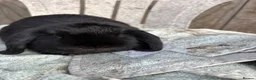 Mini Lop rabbits for sale: Black minilop doe - Advert 4